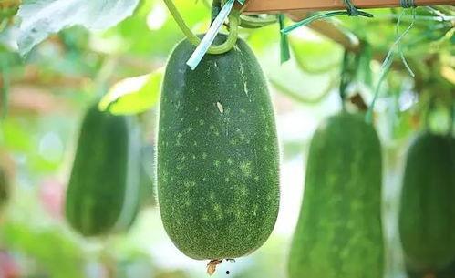 瓜妈吃粉,一场味蕾与情感的盛宴