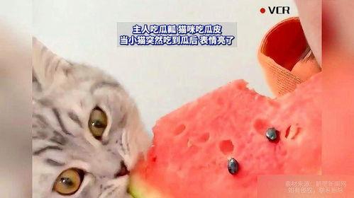 猫咪吃蜜瓜吗,揭秘猫咪对蜜瓜的喜爱与禁忌