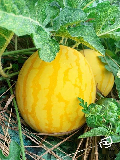 广州记者吃瓜,揭秘幕后故事