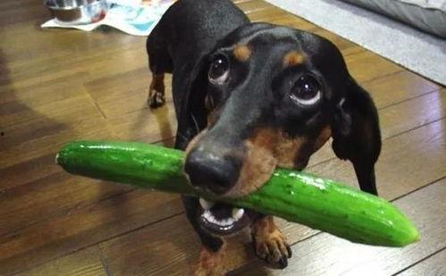 青皮瓜狗狗可以吃吗