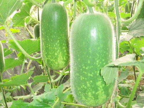 浩仔吃瓜全集,揭秘娱乐圈背后的秘密与真相