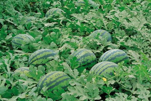 平邑吃瓜群,揭秘乡村生活趣味瞬间