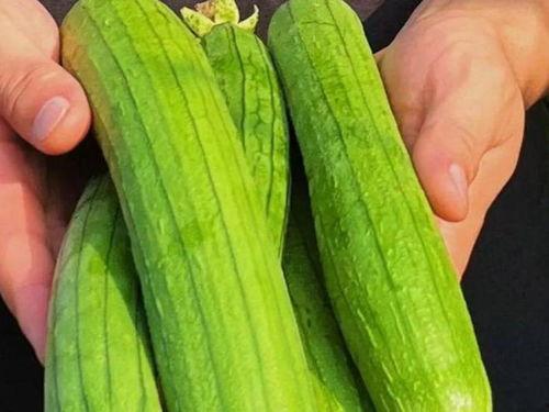 清瓜可以吃吗,美味可口的夏日消暑佳品