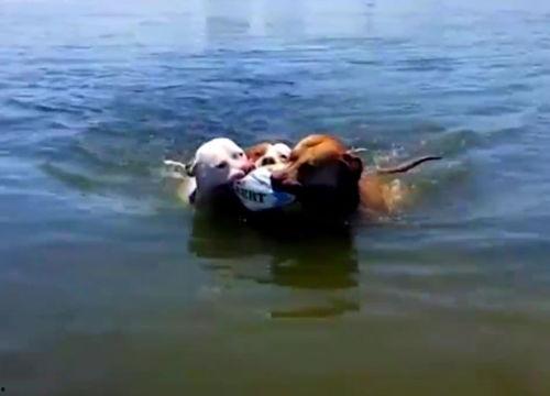 鹿大妈吃瓜,鹿大妈的瓜田奇遇记