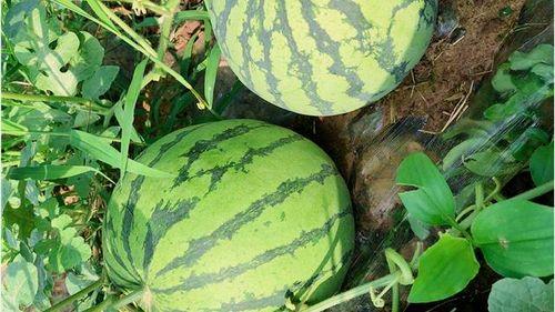 吃瓜入口免费最新,吃瓜入口，尽享美味盛宴